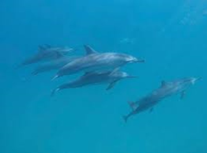 Nager avec les dauphins, baleines et tortues à l'île Maurice : Soyons responsable !