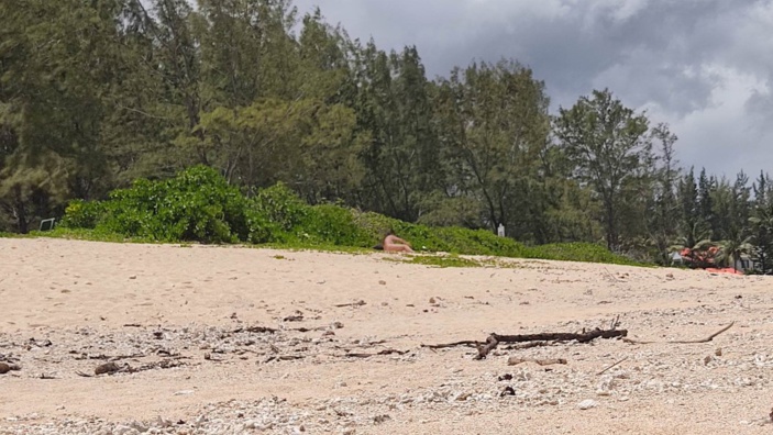 [En images] La plage de Pointe aux Roches transformée en plage pour nudistes