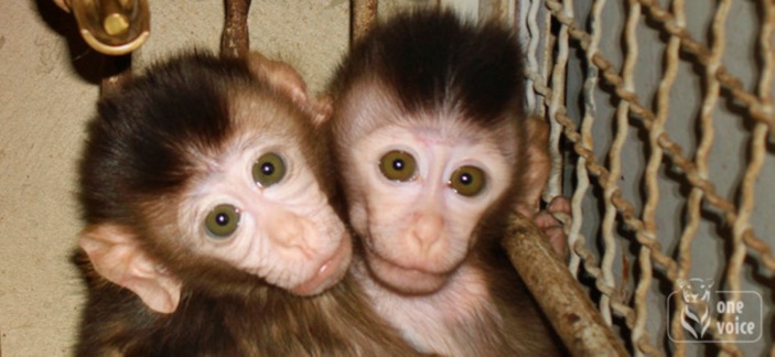 Des cas de tuberculose détectés chez des singes à l'île Maurice