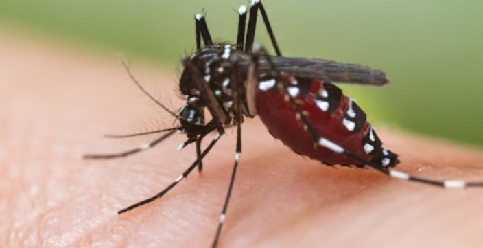 La dengue est désormais un problème à l'île Maurice