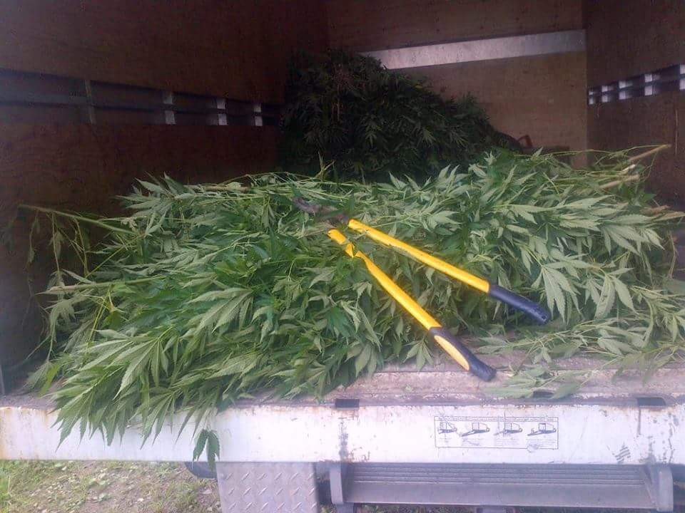 Le jeu de cet hiver austral : les saisis de plantes de cannabis