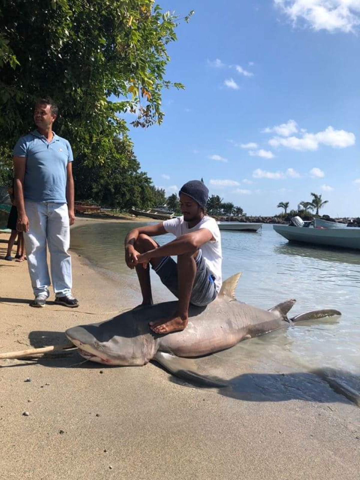 Requin pêché par Benoit David ce dimanche matin dans le lagon de Grand Gaube