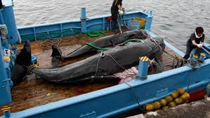 [Japon] Critiques internationales après une expédition de pêche: 177 baleines chassées et rapportées à quai