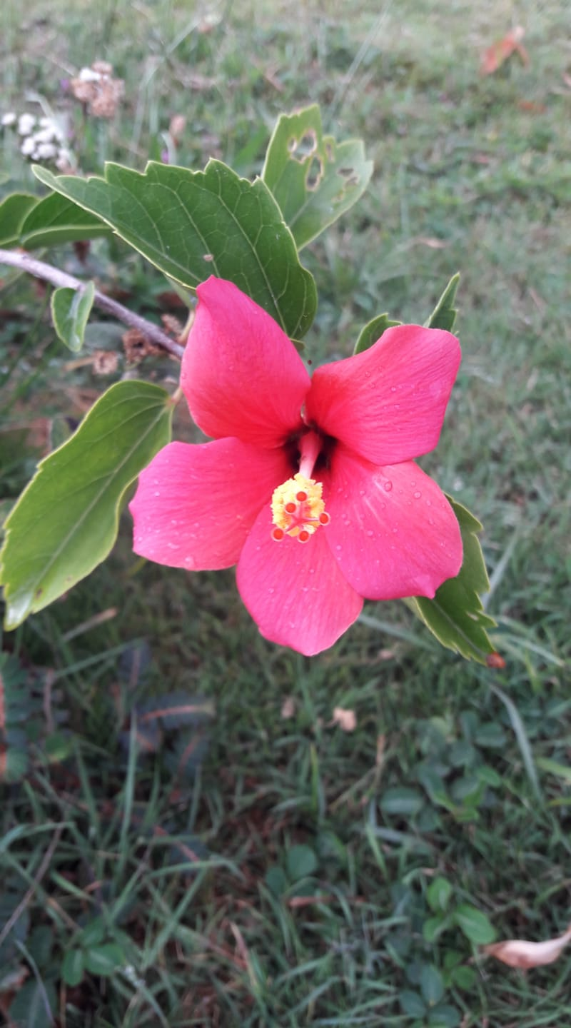 Welcoming the bloom of another endemic hibiscus (hibiscus fragilis)