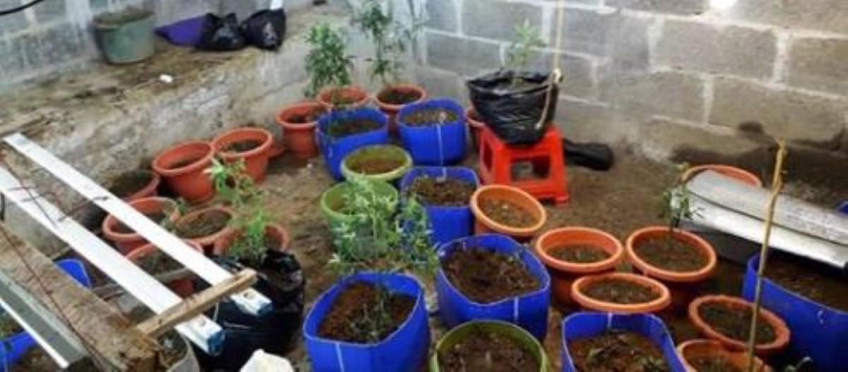 Quartier Militaire- Villemain : Plants et feuilles de cannabis d’une valeur de Rs 588 000 saisis