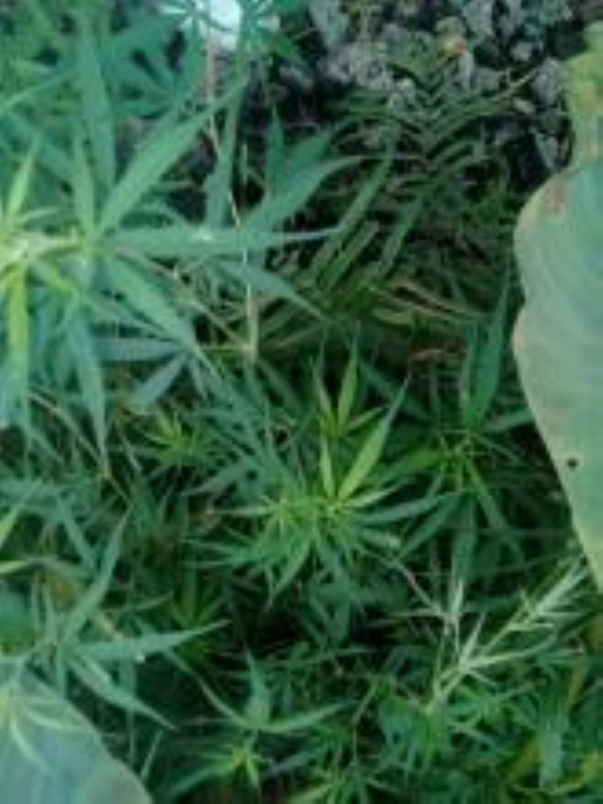 Flacq : Saisie de Rs 250 000 de plants de cannabis 