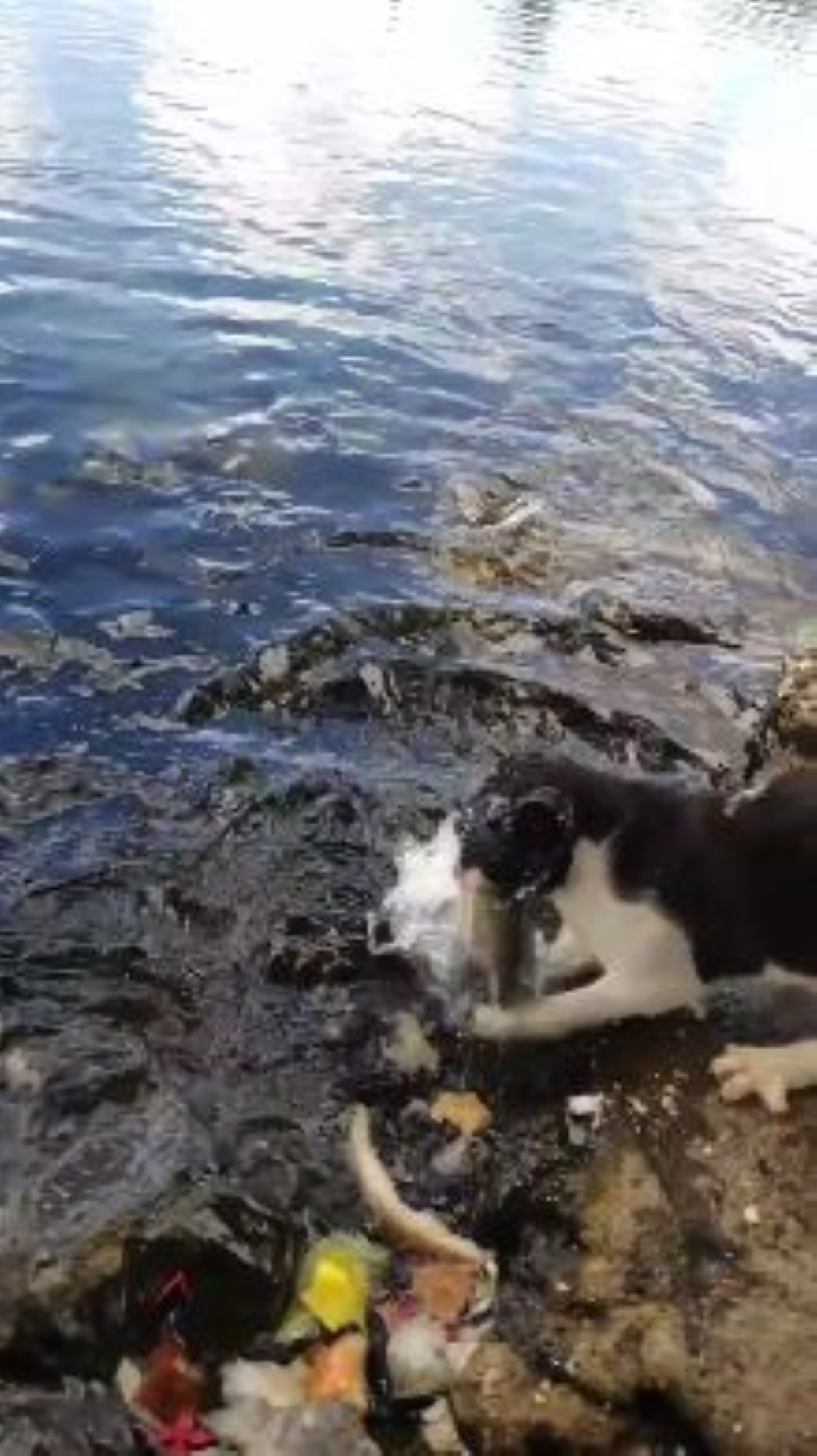 [Vidéo] Un chat attrape un poisson à Grand Bassin