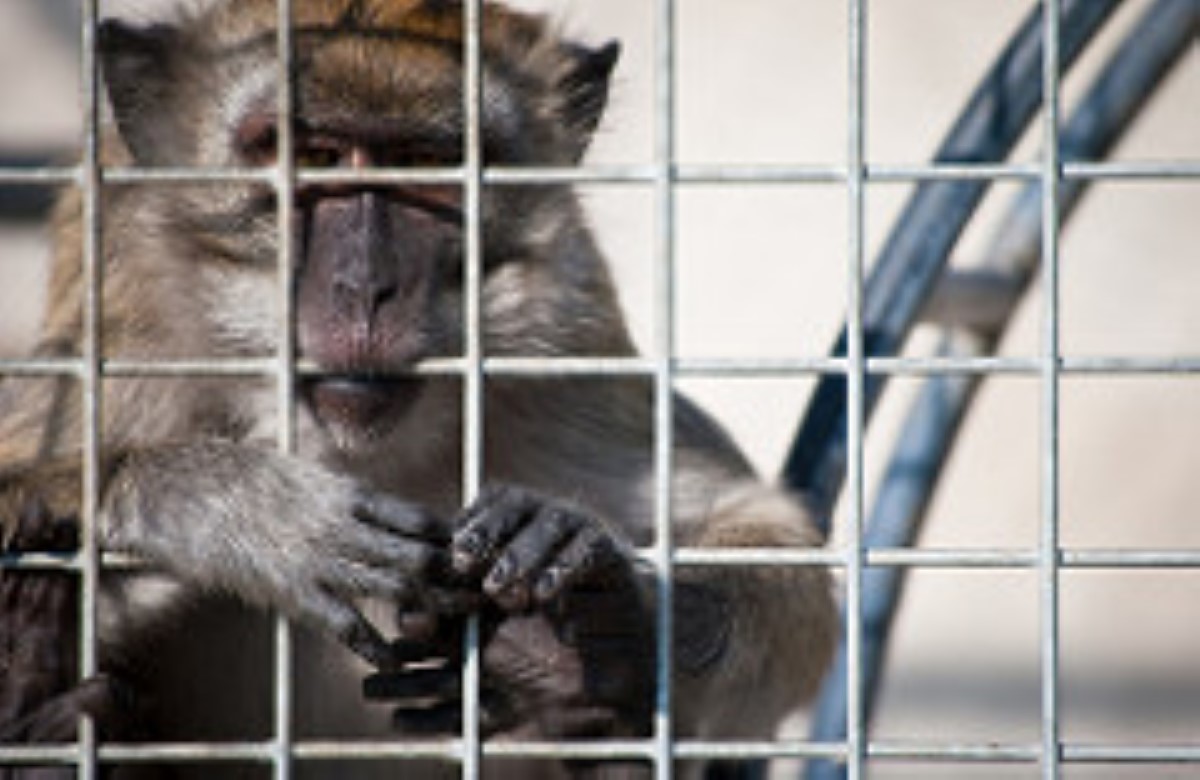 Billet d'avion à la mère des siamoises : Noveprim Group élève et exporte des singes 