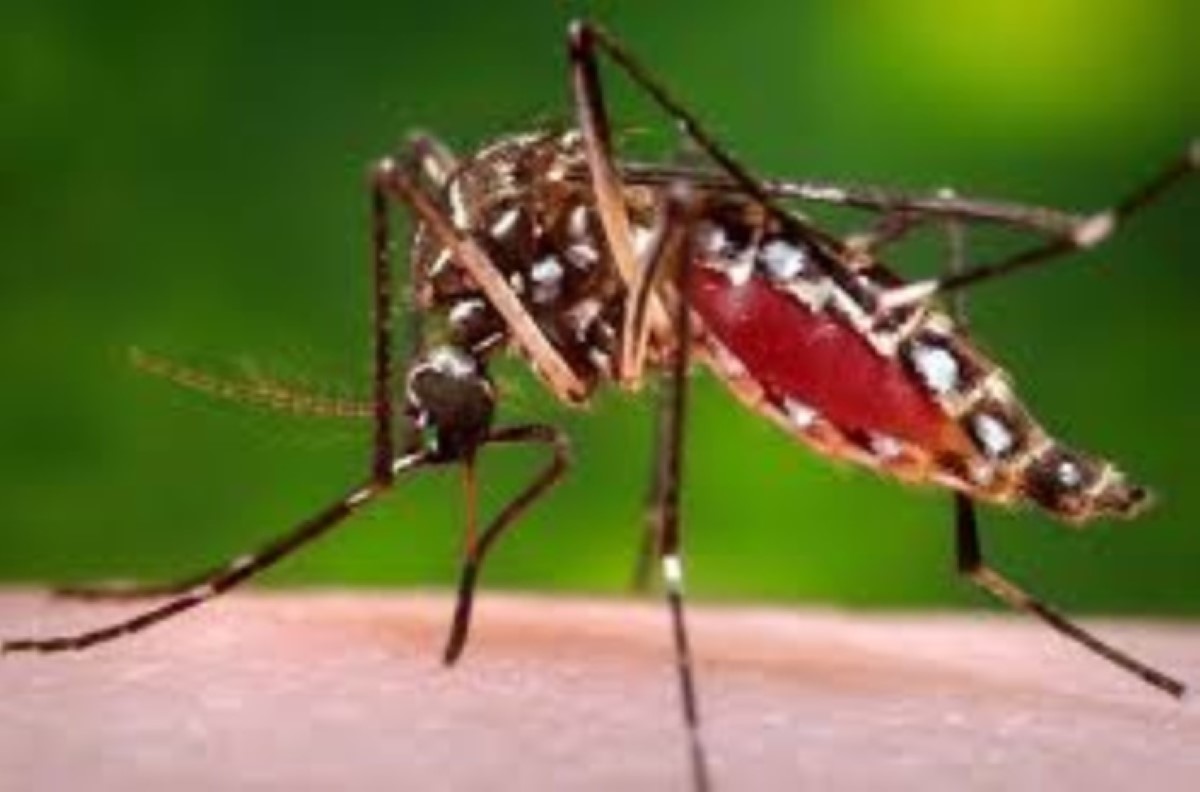 Epidémie de dengue : 7ème cas enregistrés