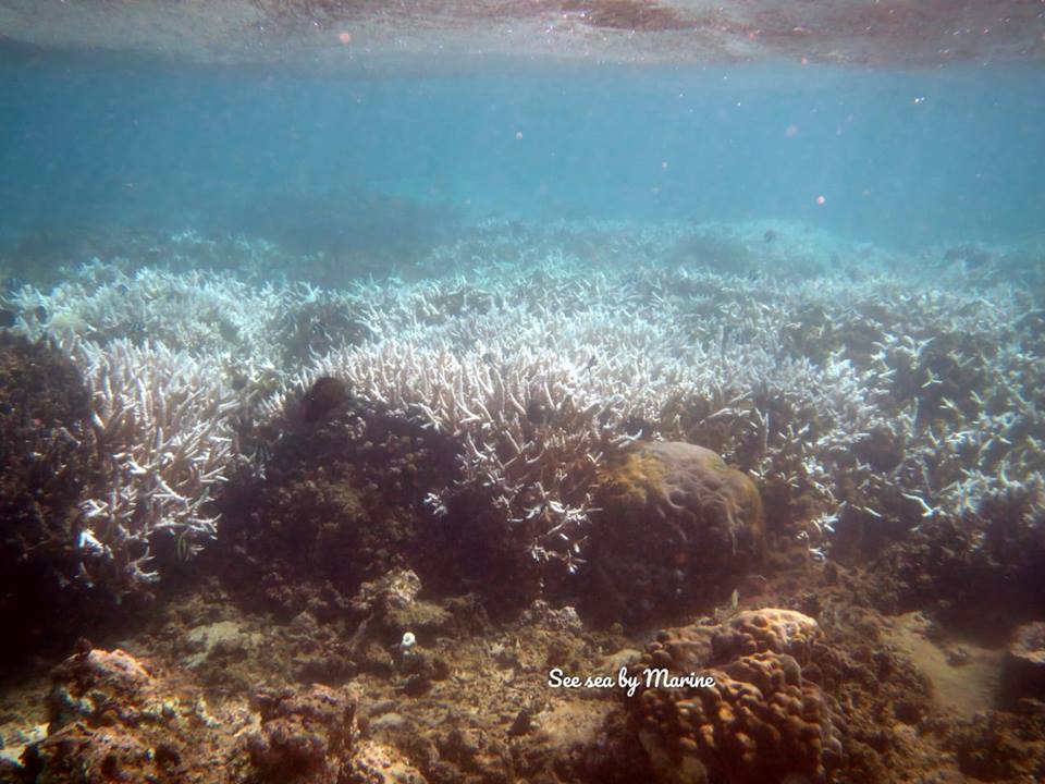 Nouvelle alerte de blanchiment des coraux dans nos lagons
