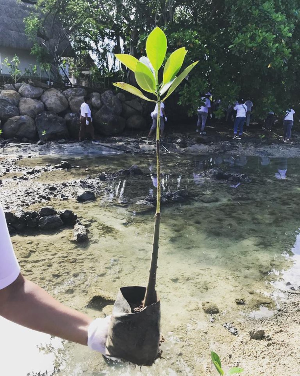 [Vidéo] Pointe d'Esny : 2 000 plants de mangroves pour donner un second souffle à l'environnement