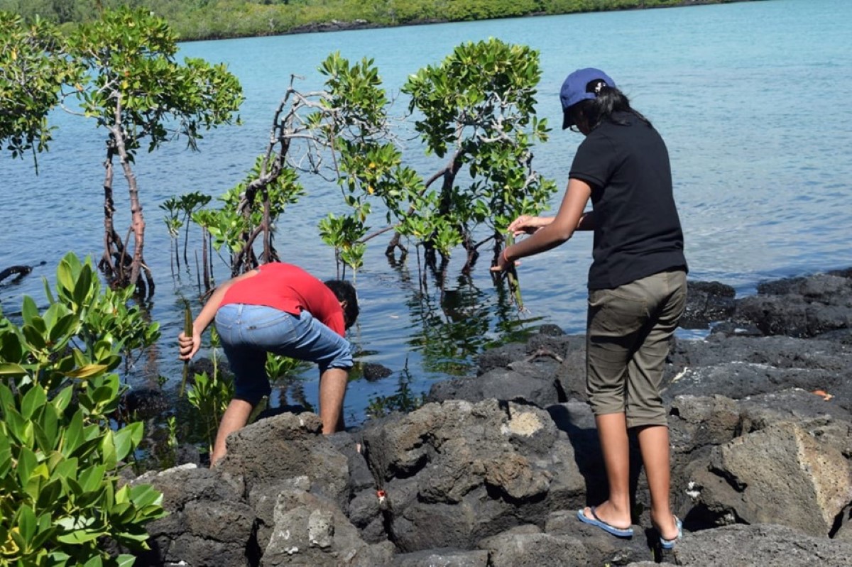 Poste Lafayette : 359 plants de mangroves plantés par huit bénévoles