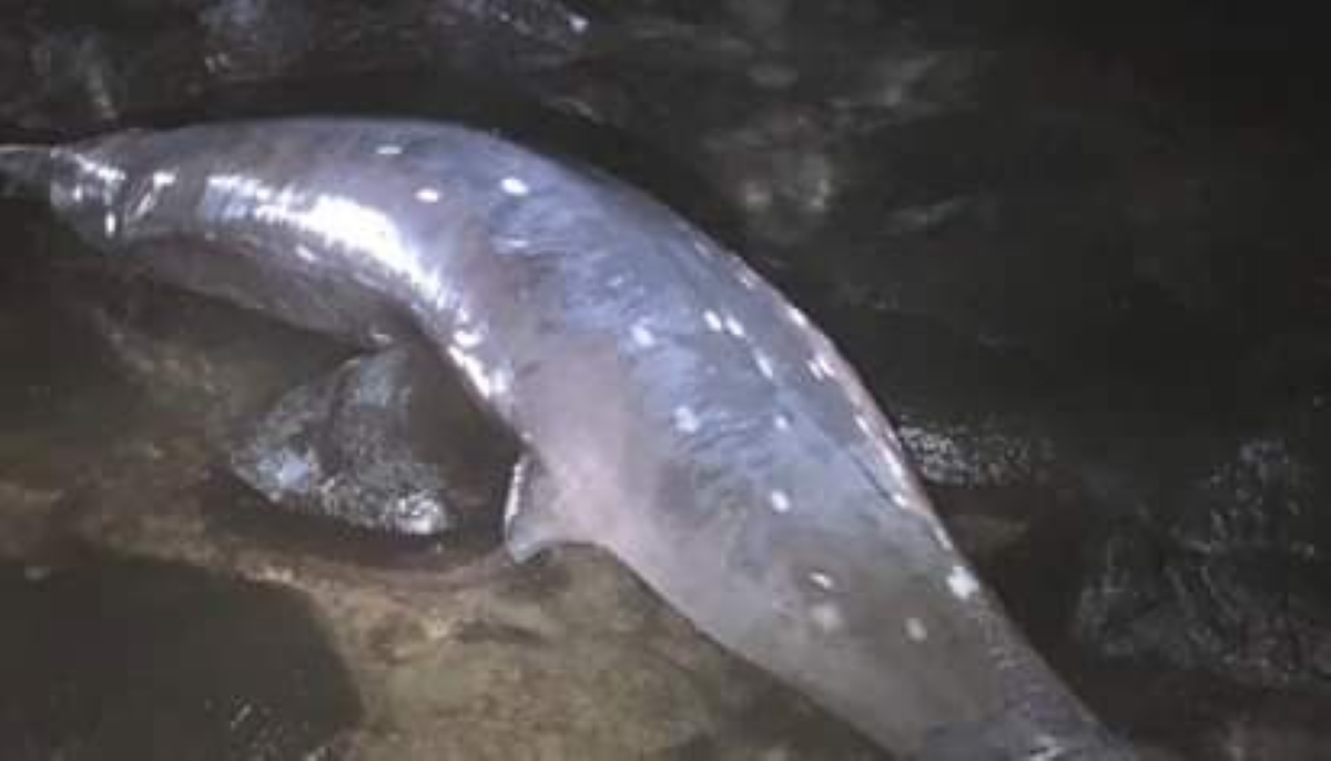 Souillac : L'autopsie confirme que les mammifères marins échoués sont des baleines à bec
