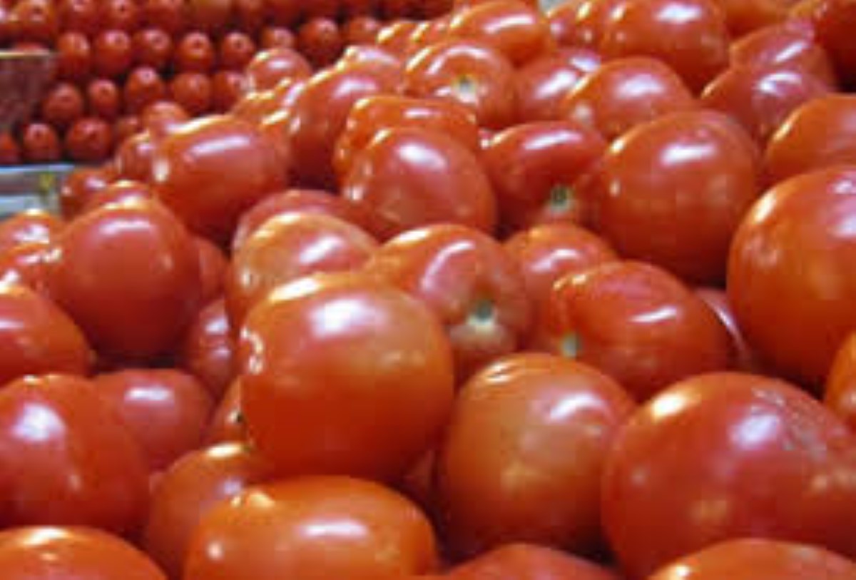 Tuta absoluta affole les prix des tomates