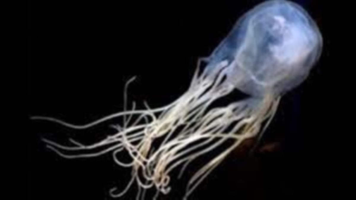 Belle-Mare : Alerte aux méduses dans l'est de l'île, la baignade est interdite