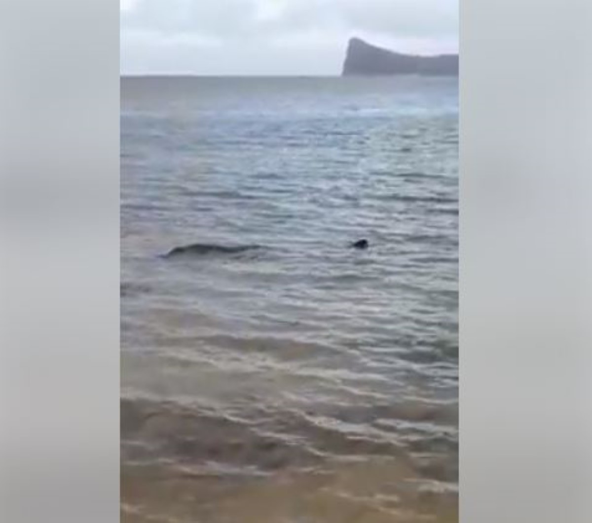 A Bain Bœuf : Le cadavre d'un animal marin échoué sur la plage