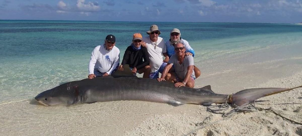 Saint Brandon : Georges le requin de la baie de l'île Tortue tué pour un selfie ?
