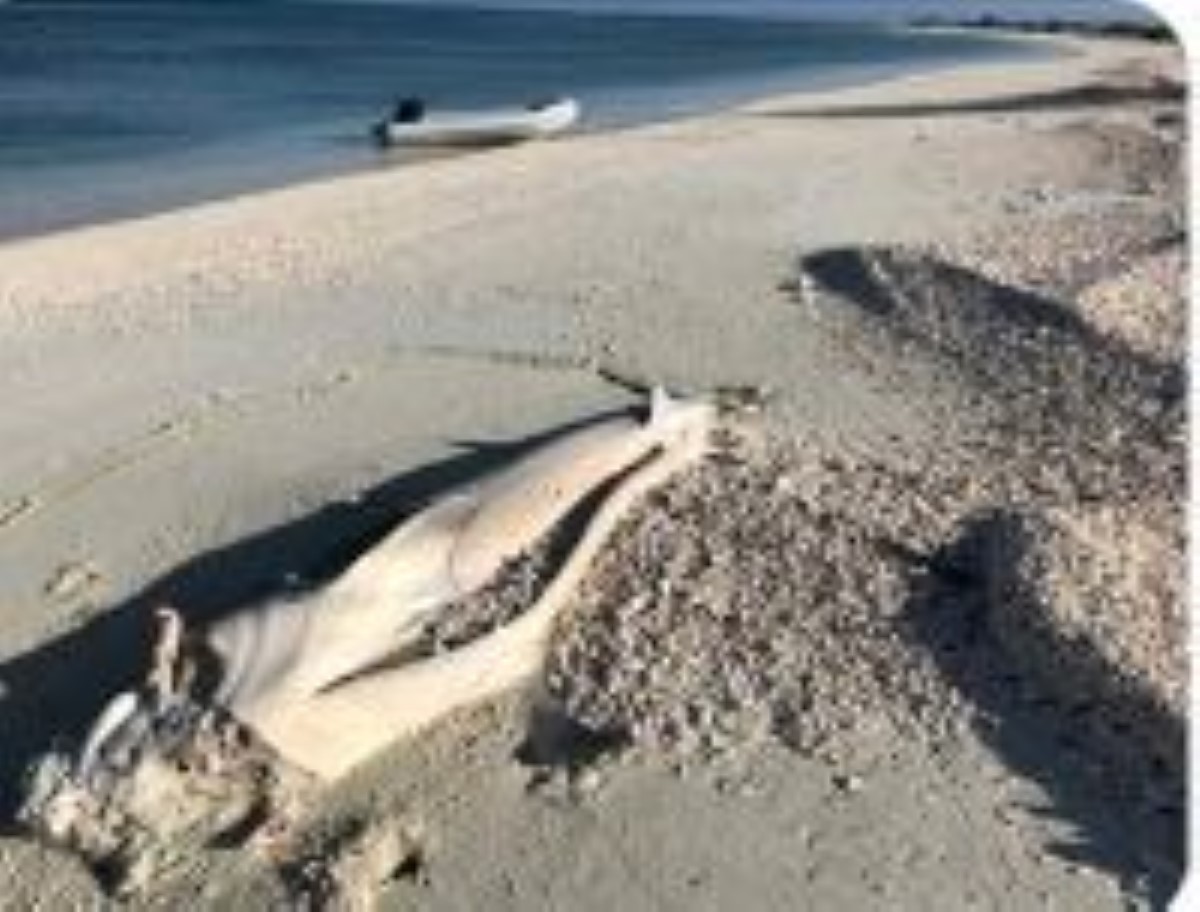 Saint Brandon : Le cadavre de Georges le requin échoué sur la plage