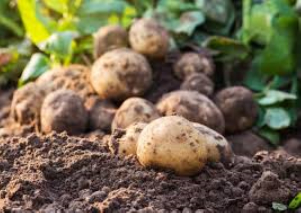 Un champignon affecte les cultures de pomme de terre et tomate à Maurice