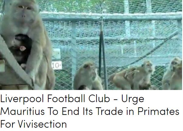 Liverpool Football Club : Action for Primates demande au club de faire pression pour la fin du "Monkey Business" à Maurice