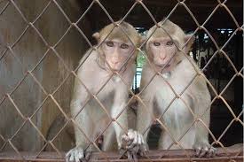 Liverpool Football Club : Action for Primates demande au club de faire pression pour la fin du "Monkey Business" à Maurice