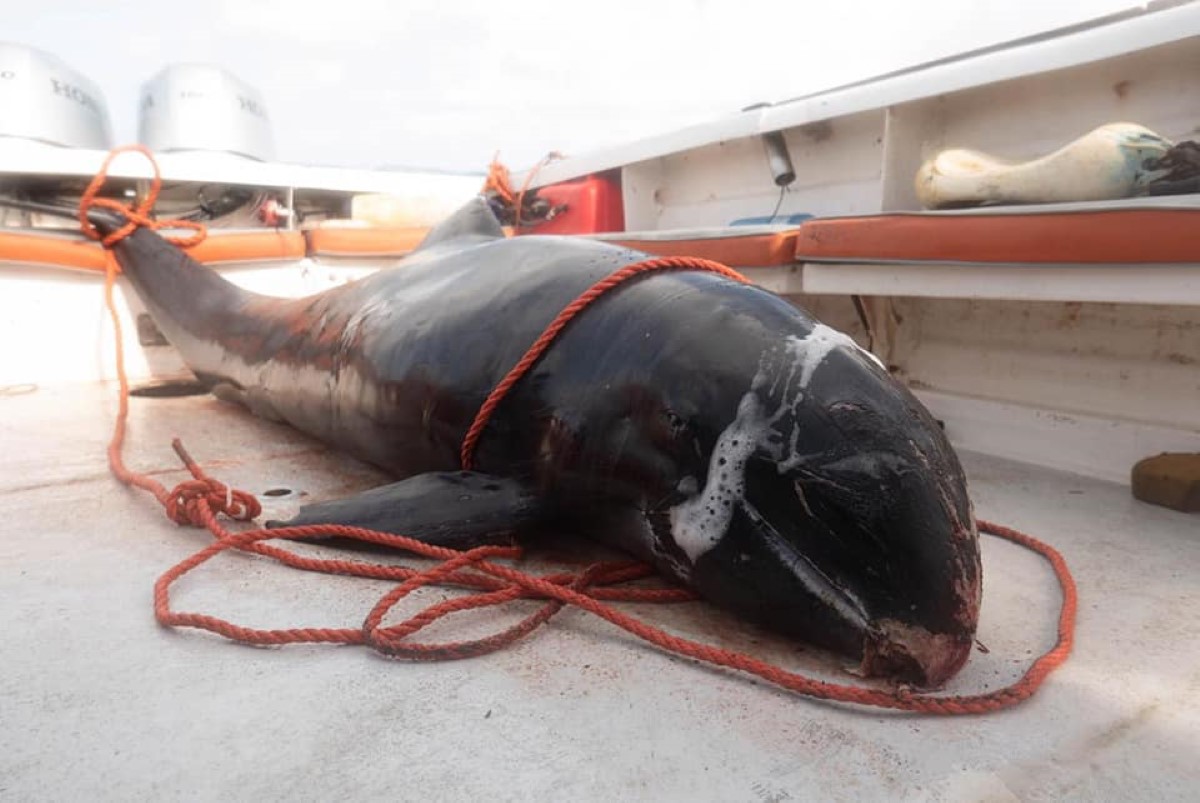 Une véritable hécatombe : 47 dauphins retrouvés morts