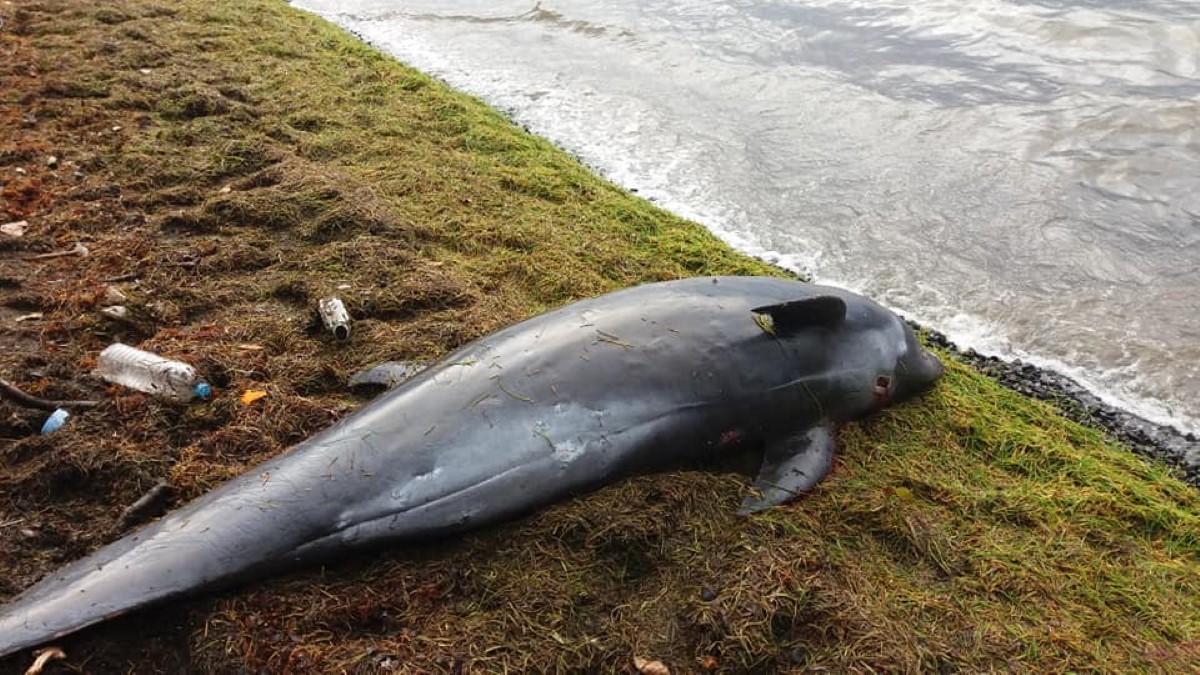 Un dauphin retrouvé échoué à Pointe-aux-Feuilles