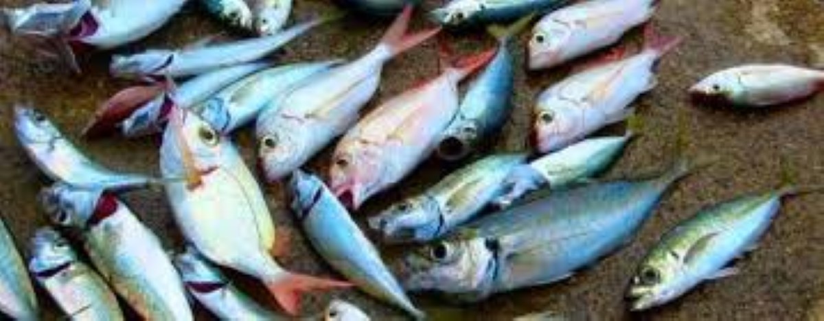 Marée noire à l'île Maurice : Les fruits de mer présentent un danger à la consommation 