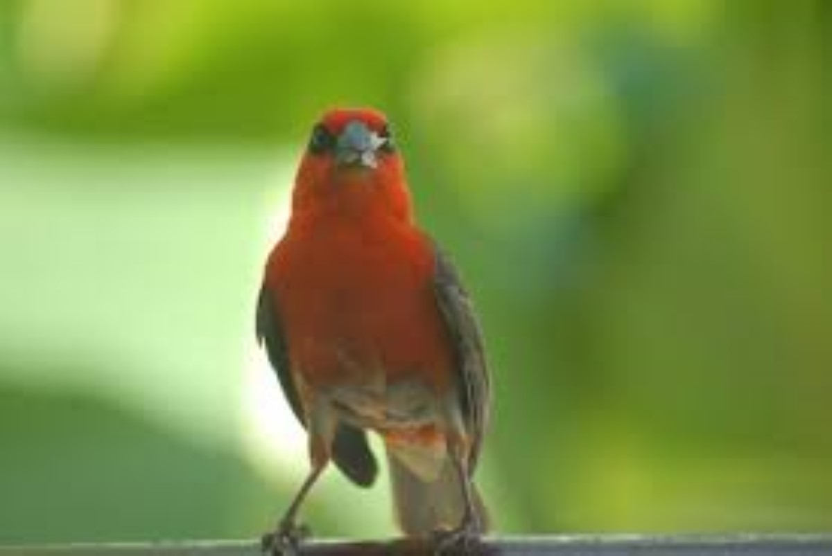 Marée noire: Le « Cardinal de Maurice » est en voie d'extermination à l'île Maurice