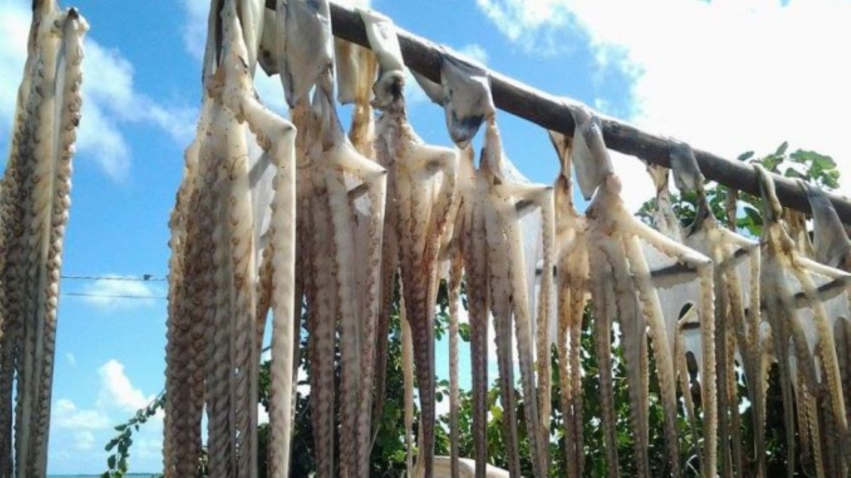 Fermeture de la pêche à l'ourite le 28 janvier à Rodrigues