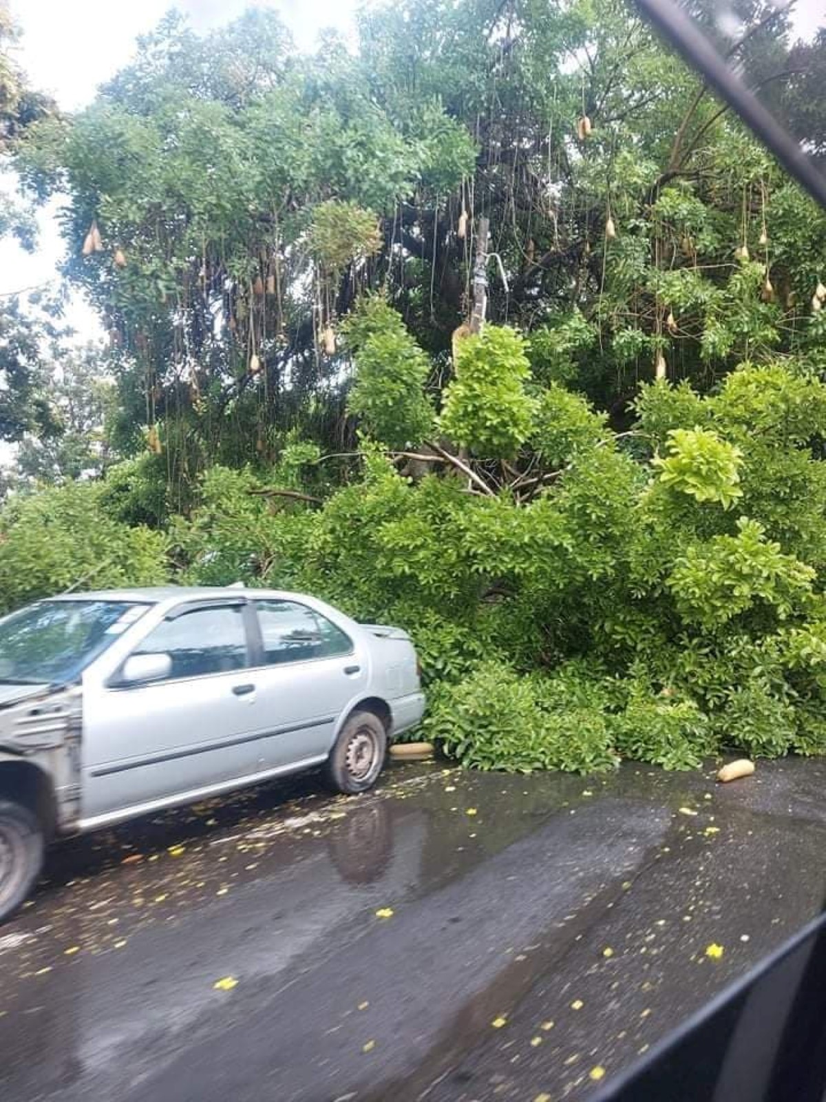 Une voiture endommagée par la chute d'un arbre à Cassis 