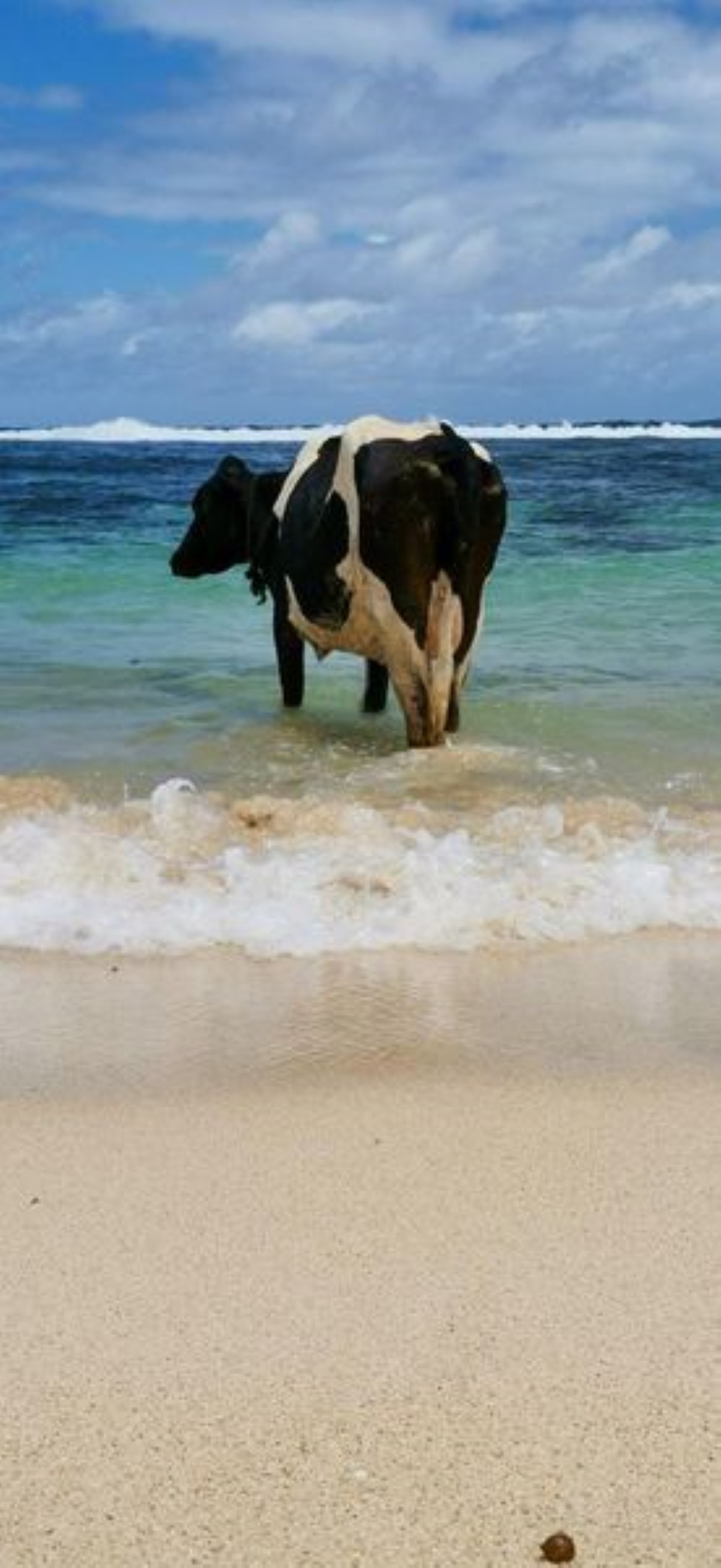 Insolite : promenade d'une vache sur la plage en mode farniente