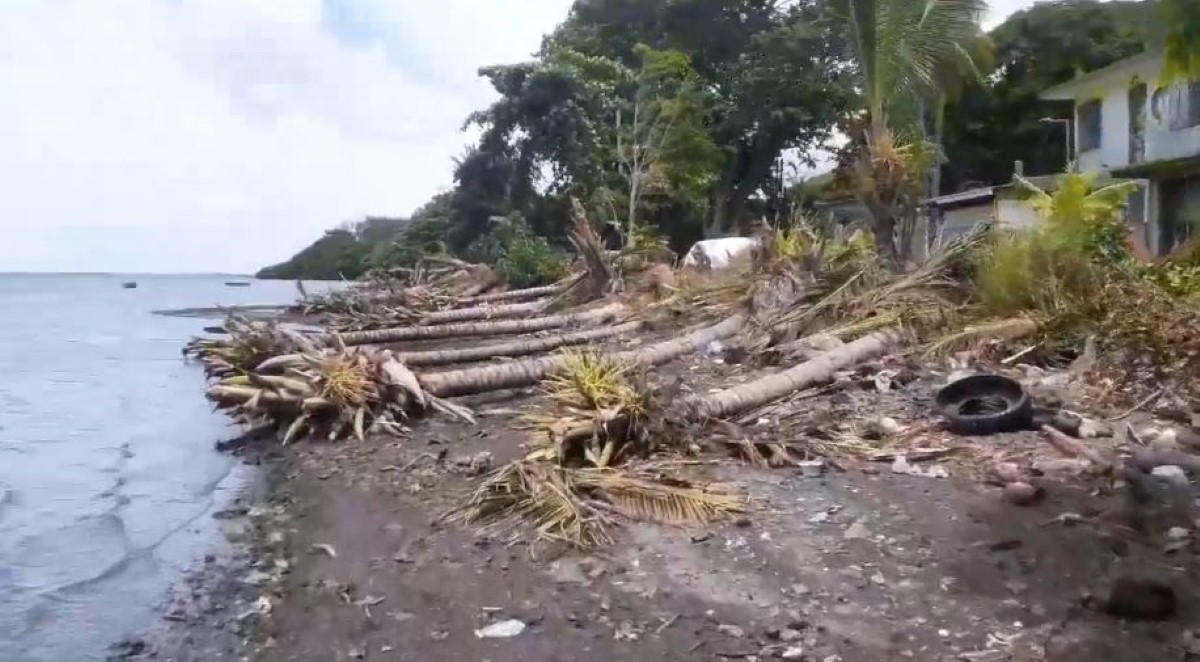 [Vidéo] Massacre à la tronçonneuse à Providence : des dizaines d'arbres sauvagement coupés sur le front de mer