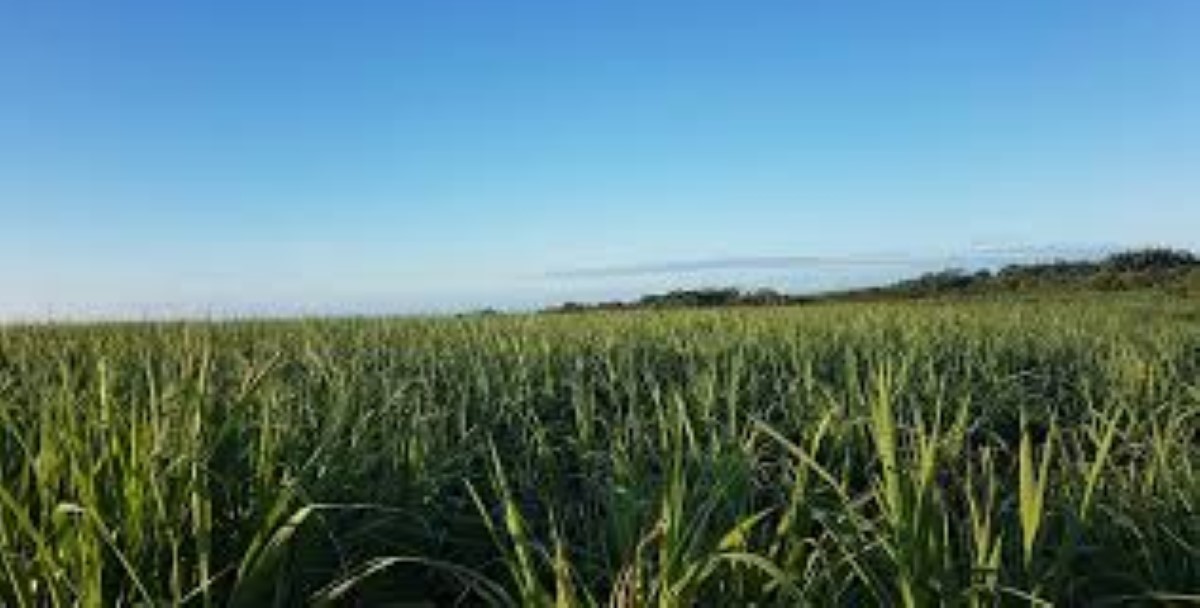 La récolte sucrière baisse de 23% à l'île Maurice
