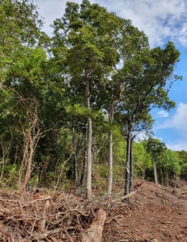 [Vidéo] Les conséquences de la déforestation sauvage balayées d'un revers de la main par Kavi Ramano