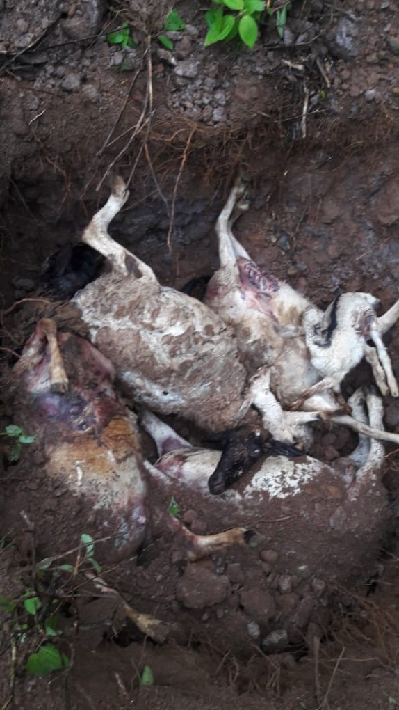 [Vidéo] Elevage de moutons : Des chiens errants attaquent et tuent son troupeau