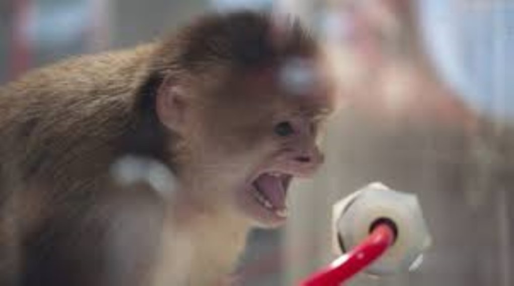 Air France cesse l'exportation des singes de l'île Maurice vers les labos européens et américains