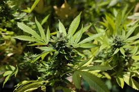 Nissa la monté à Côte d'Or :  Rs 50 millions de plants de cannabis déracinés