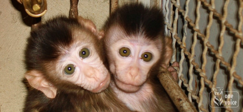 Trafic illégal : Shafeek Jhummun va se battre pour ses primates