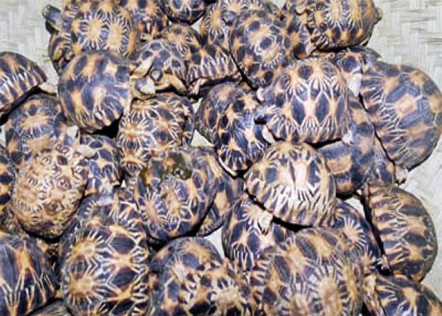 L'île Maurice est-il impliqué dans un trafic de tortues ?