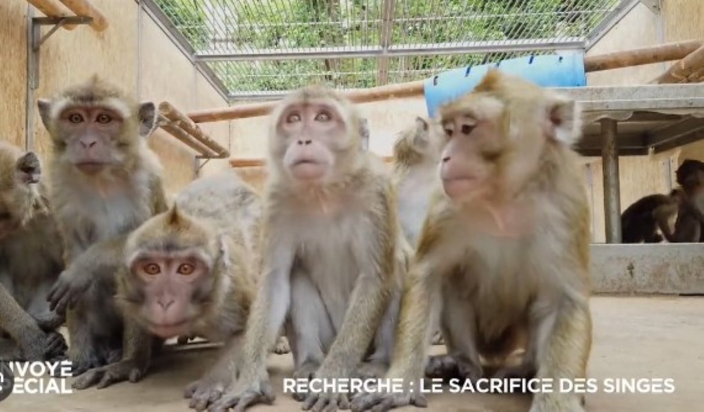 Enquête d'"Envoyé spécial" à l'île Maurice, sur les macaques élevés ou capturés pour servir de cobayes