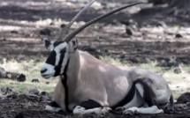 [Vidéo] Casela accueille cinq nouveaux oryx offert par la Namibie