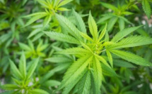 Plaines-Bananes : 280 pieds de cannabis ont été arrachés par la brigade anti drogue (ADSU).