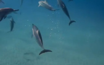 [Vidéo] Plongée sous marine avec des dauphins au large de Flic-en-Flac