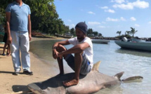Requin pêché par Benoit David ce dimanche matin dans le lagon de Grand Gaube