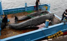 [Japon] Critiques internationales après une expédition de pêche: 177 baleines chassées et rapportées à quai