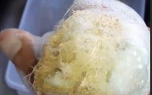 [Gael Soupe] : Une éponge écologique : Le Sponge gourd ou Luffa ! (Vidéo)