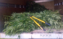 Montagne du Corps de Garde : 51 plants de cannabis déracinés