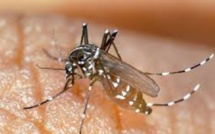 Un cas de dengue répertorié à Maurice, 6 615 cas confirmés à La Réunion