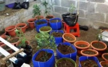 Quartier Militaire- Villemain : Plants et feuilles de cannabis d’une valeur de Rs 588 000 saisis